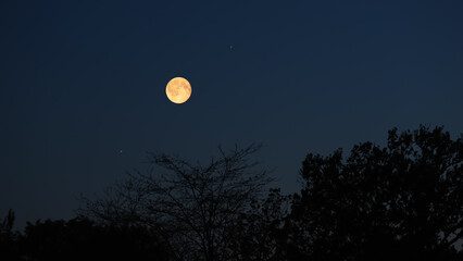 Fototapeta premium Full Moon on a twilight sky with tree silhouettes.
