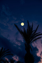 Fototapeta premium Full Moon on a twilight sky with landscape silhouettes.