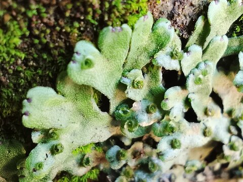 Detailed Liverwort Plant with Gemma Cups and Porous Surface, growing on a natural Mossy background Ideal for AI datasets.