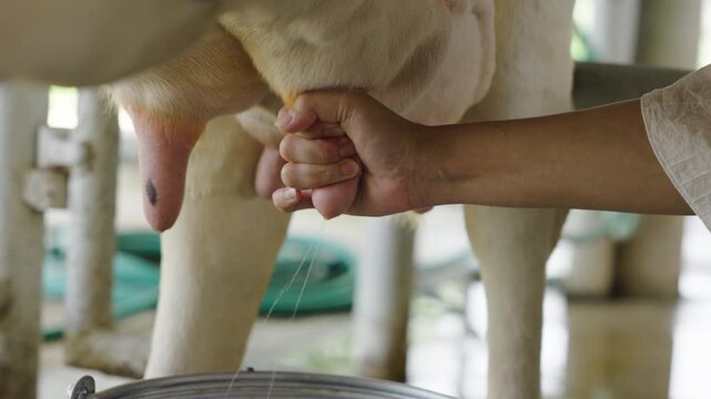 slow motion of close up of farmer are milking a dairy cows by hand