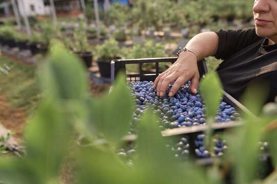 Farmer picking fresh blueberries on a farm.
