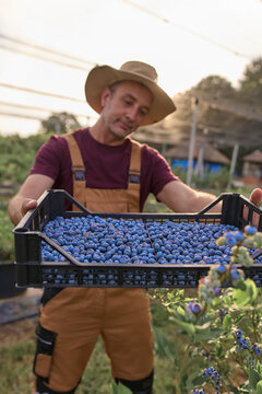 Farmer picking fresh blueberries on a farm.