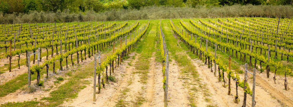 A plantation of grapevines, beautiful Tuscany landscape, mountain valey with blue sky, Italy, Europe