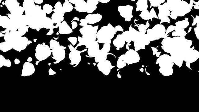 cherry-blossom rose particle transition.