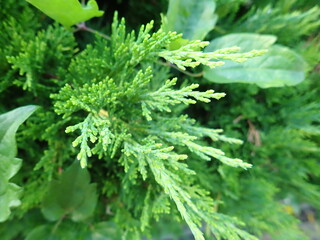 Fototapeta premium detail of green coniferous tree branch