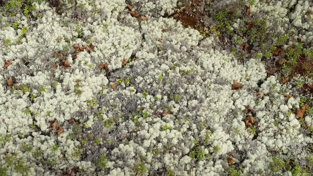 Reindeer Lichen Carpet on Forest Floor, Close-Up Texture