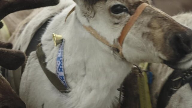 Reindeer with Harness and Bell - Close-Up of Antlered Sled Animal