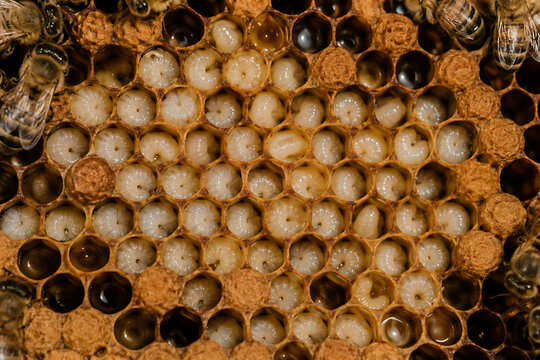 Honey bee larvae developing inside brood comb during spring colony inspection