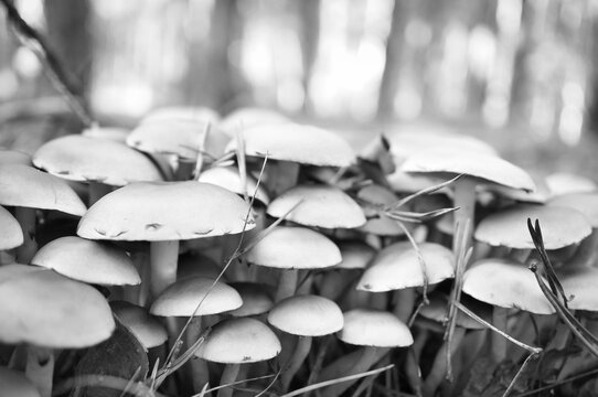 Black and white close-up of a cluster of mushrooms in the forest