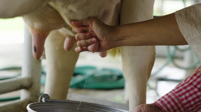 slow motion of close up of farmer are milking a dairy cows by hand
