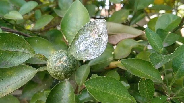 Insect spittle mass on lime foliage indicating pest activity in the garden