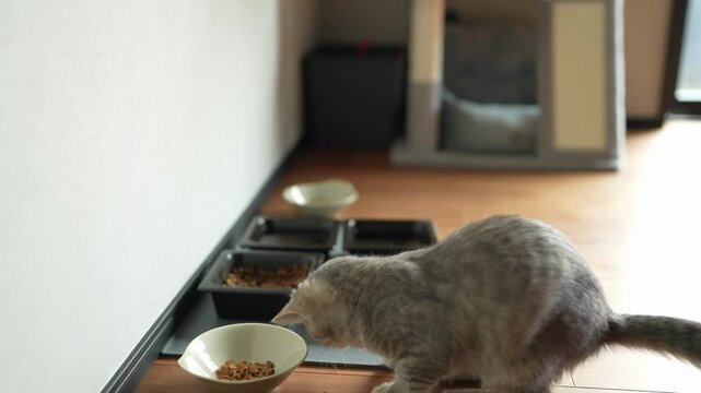 Gray cat eats from multiple bowls on wooden floor. Cat shows interest in food, sits near cat tree. Homey, quiet atmosphere in bright, sunlit room. Great for pet care, lifestyle. No people, no plants