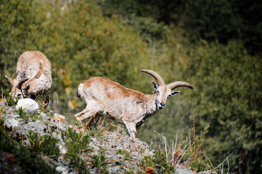Bharals roam freely across the rugged mountain ranges of Tibet.