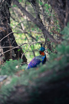 A male Himalayan monal spotted in the forest near Kajiu Temple. This area is one of the best places in China to observe this spectacular bird in the wild.