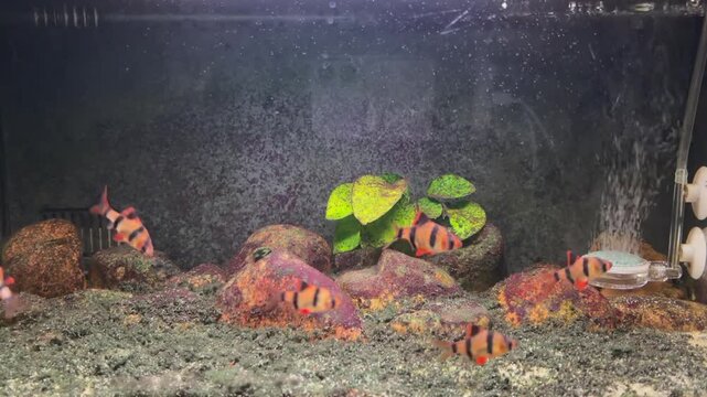 Tiger barb fish swimming actively inside a clean glass aquarium filled with smooth river stones and green aquatic plants captured in this high quality motion video footage showcasing the vibrant orang