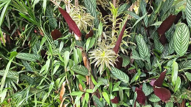 Lush tropical plants and colorful foliage growing dense in the garden