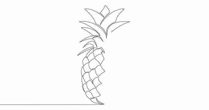 Self drawing line animation pineapple tropical fruit continuous one single line drawn concept video