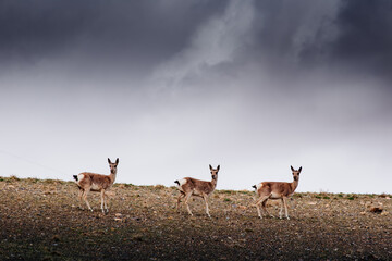 A herd of goa pauses to observe the unfamiliar visitors. © Haomin Li