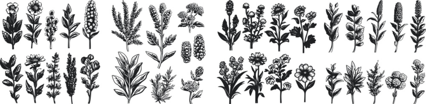 A detailed collection of hand-drawn botanical illustrations showcasing various plants, flowers, and foliage in black and white, ideal for art projects and botanical studies.
