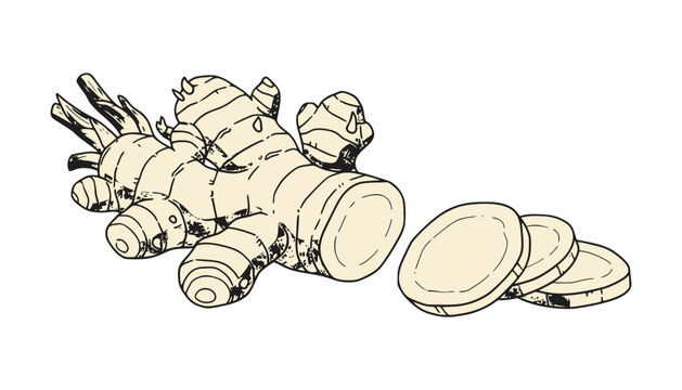 Imagine prompt fresh sliced ginger root sketch isolated illustration