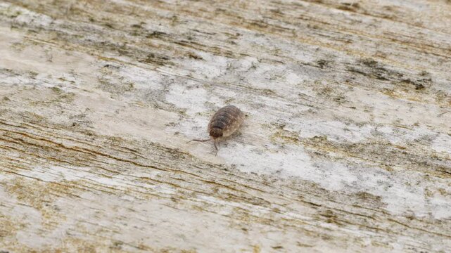 Woodlouse Woodlice crawling along wood surface backdrop stock footage