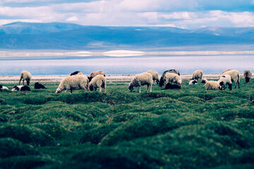 Fototapeta premium A flock of sheep grazes among lush pasture at the foot of the Himalayas.