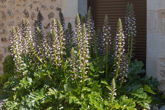 Acanthus mollis	