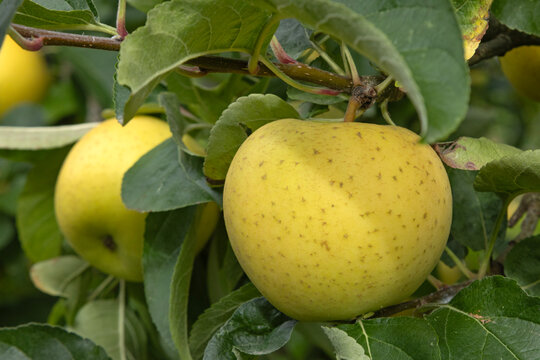 Pommes Belchard dans l'arbre	