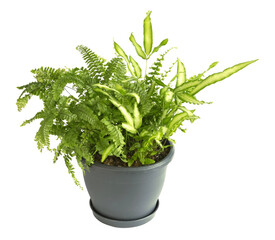 Différentes variétés de fougères  dans un pot © hcast