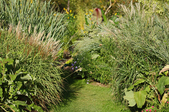 Panicum virgatum
