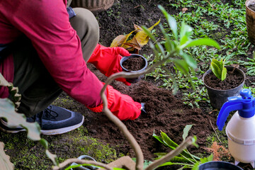 Fototapeta premium Gardener Wearing Rubber Gloves Crouching in Backyard Garden, Filling Small Plastic Pot