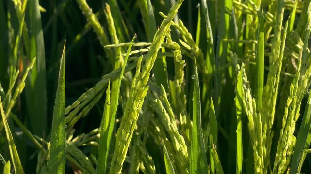 Morning dew drops on green rice ears in the field close up
