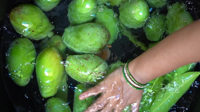 Rinsing raw green mangoes submerged in a tub of water