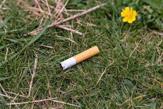 The Cigarette Butt Lying on Grass Near a Bright Yellow Flower
