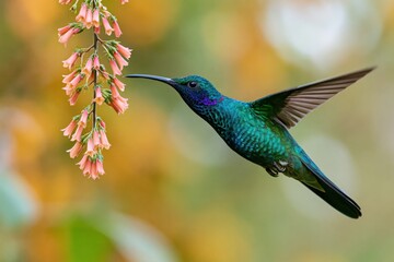 Fototapeta premium The Hummingbird in Flight Near Pink Hanging Flowers in Bloom