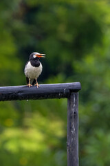 Fototapeta premium Asian Pied Starling Perched on a Rail