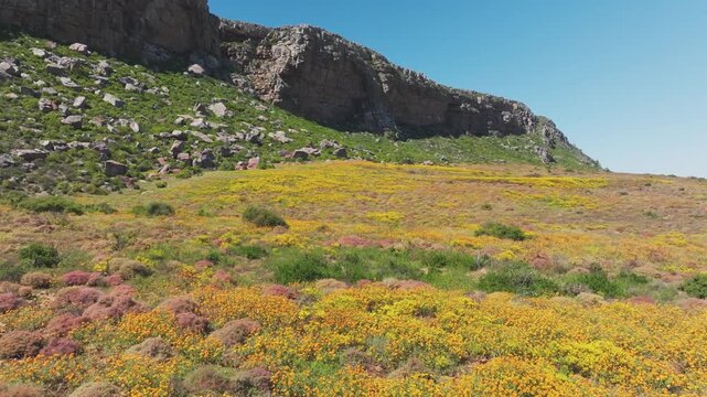 Colorful spring flowers carpet the Elands Bay plain as a drone slowly pushes toward the rocky mountain ridge under clear blue sky.