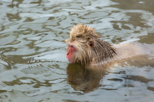 A wild monkey is swimming in a natural hot spring deep in the mountains of Japan.