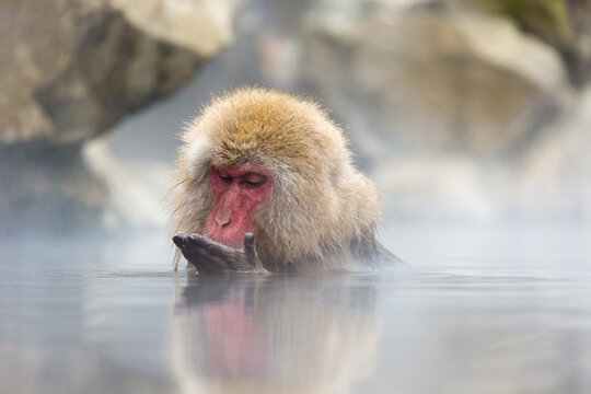 A wild monkey is eating nuts floating in hot water in the mountains of Japan