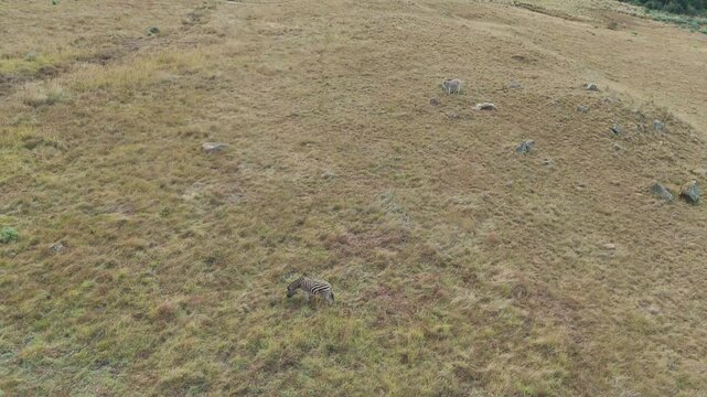 Drone gliding above zebra herd moving gracefully across mountain slopes
