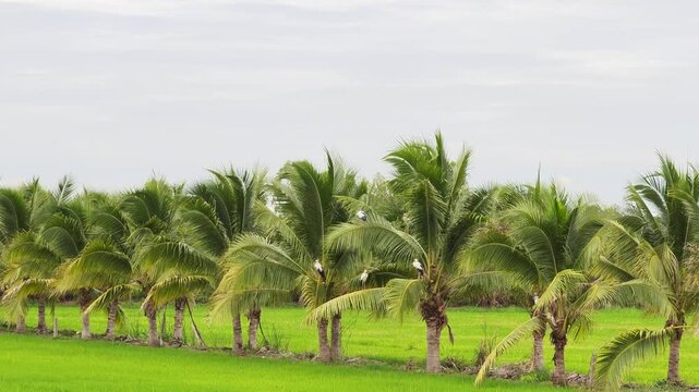 Lush green rice paddies, lined with coconut trees, reveal a vast agricultural landscape of the countryside.