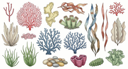 Coral reef, seaweed, ocean plants, marine life, underwater, vector illustrations, 20 elements © Mecklenburglaan