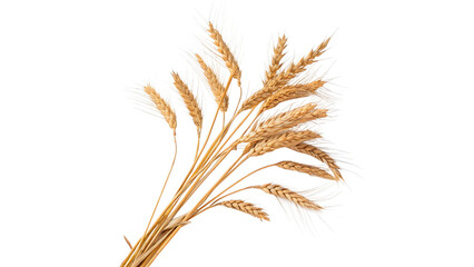 Dry golden wheat stalks ears organic agricultural crop isolated on transparent background cut out © Ivan