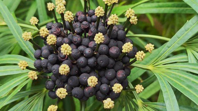 Inflorescence of a Green Aralia, Osmoxylon lineare
