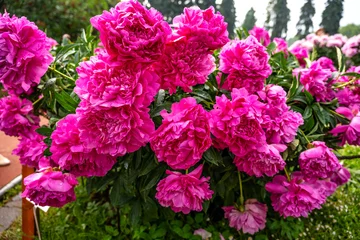 Fototapeten Pink Beautiful purple peonies in the garden.  © Ekaterina Loginova