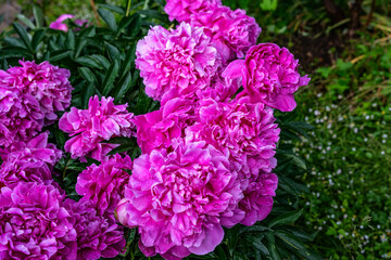Fototapeta premium Beautiful purple peonies in the garden. Flowering purple peonies in the garden.