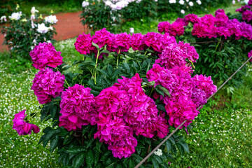 Naklejka premium Beautiful purple peonies in the garden. Flowering purple peonies in the garden.