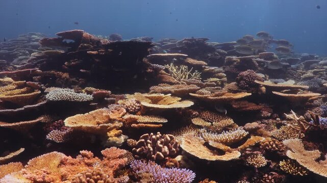 Expansive coral reef covered with diverse hard corals and reef fish in the pristine waters of the Great Barrier Reef, Queensland, Australia.