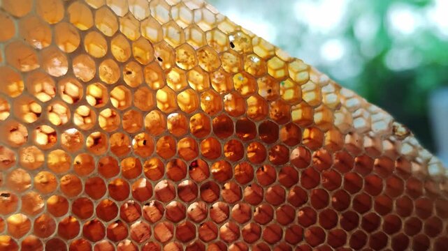 The pattern of a part of a beehive filled with beeswax.