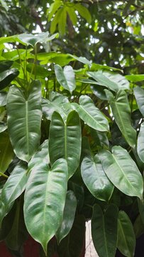 green leaves in the garden